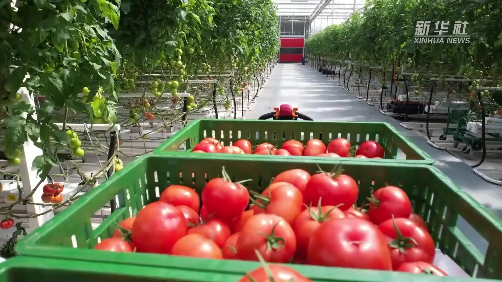 科技赋能农业，创新农具助力乡村振兴新里程,在科技进步的浪潮中，我国农业现代化步伐日益加快，在实施乡村振兴战略的大背景下，高科技农具的研发与应用已成为推动农业发展的重要引擎，本文旨在从高科技农具的创作背景、发展趋势及应用领域等多个维度进行深入探讨，以期为农业现代化和乡村振兴提供有益的借鉴。,高科技农具创作,第1张