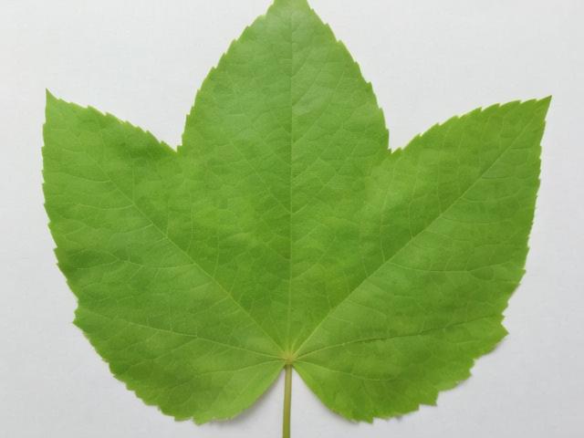 树叶创作科技画,自然与科技的跨界融合之美,第1张 树叶创作科技画,自然与科技的跨界融合之美,树叶创作科技画,自然与科技的跨界融合之美,第1张